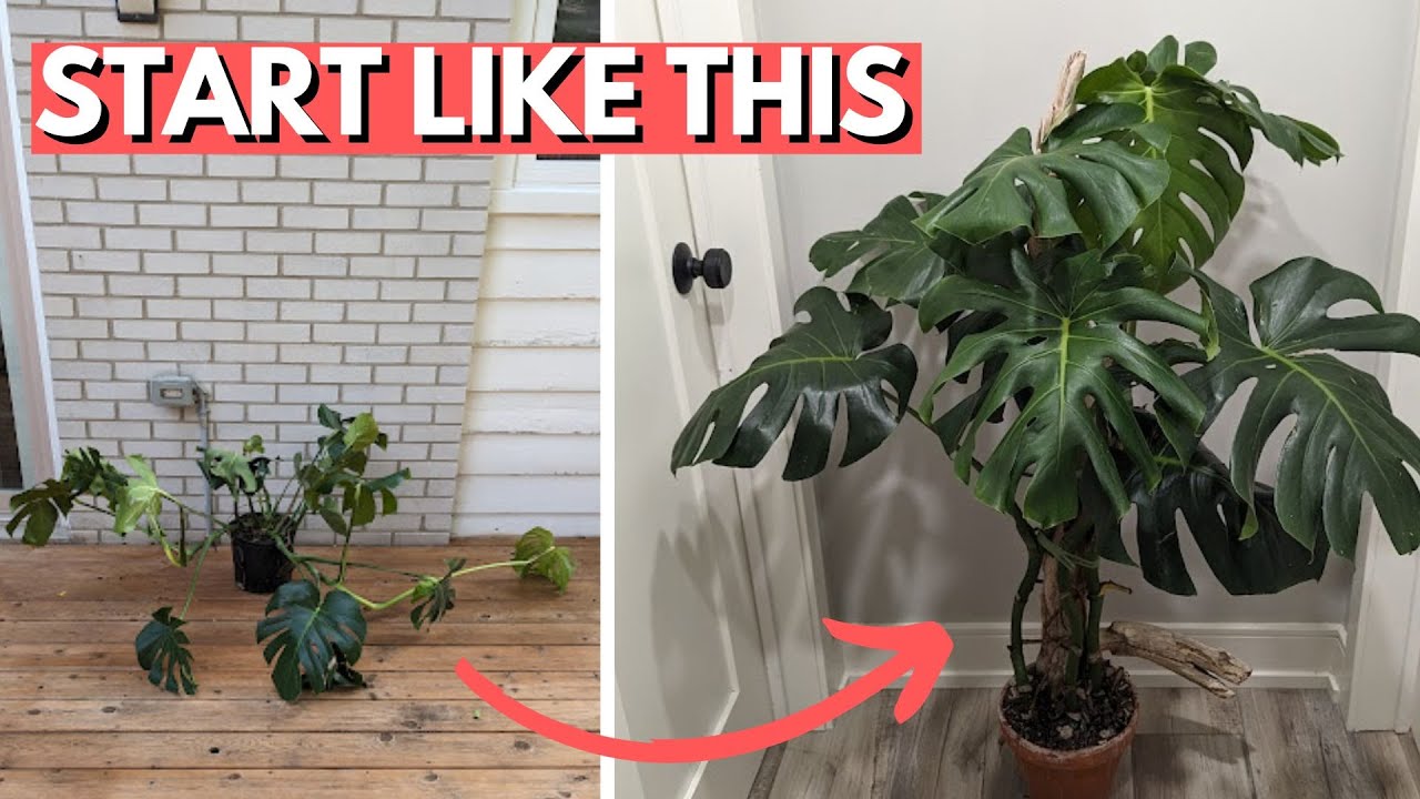 The Ultimate Guide to Potting Your Monstera